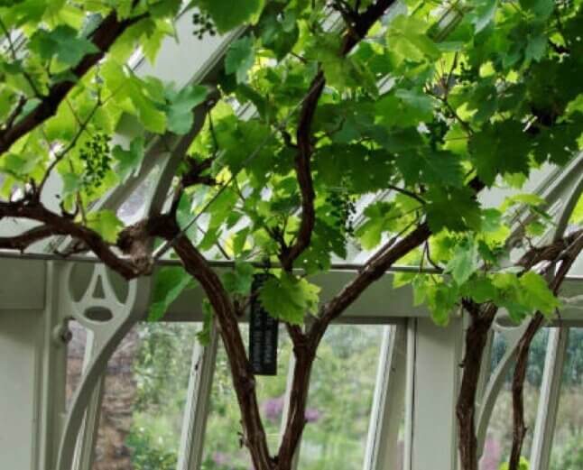 training vines in a greenhouse