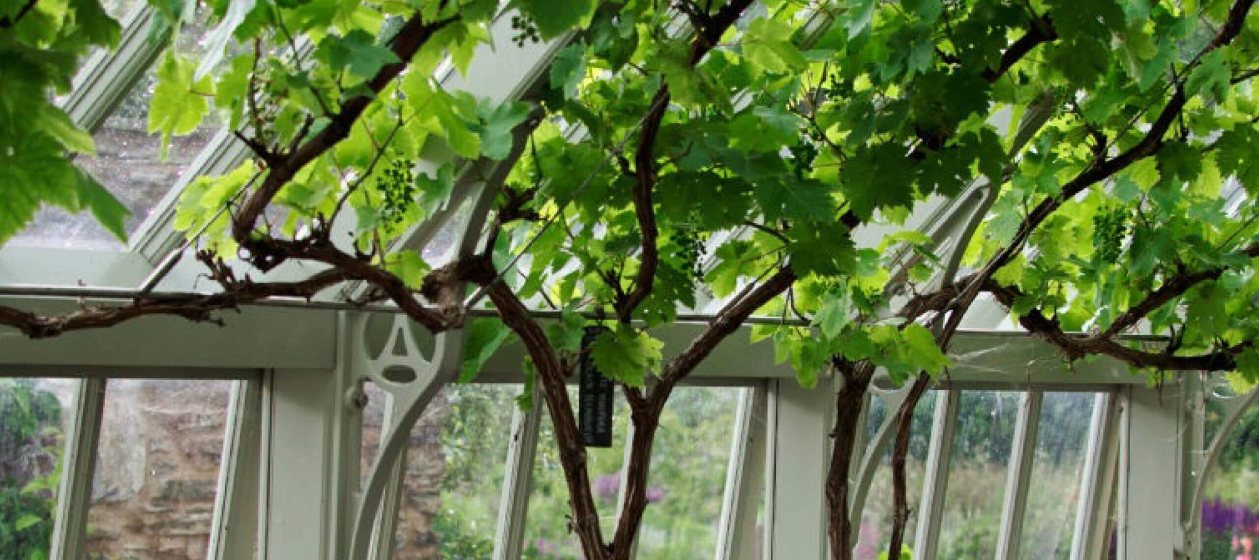 training vines in a greenhouse