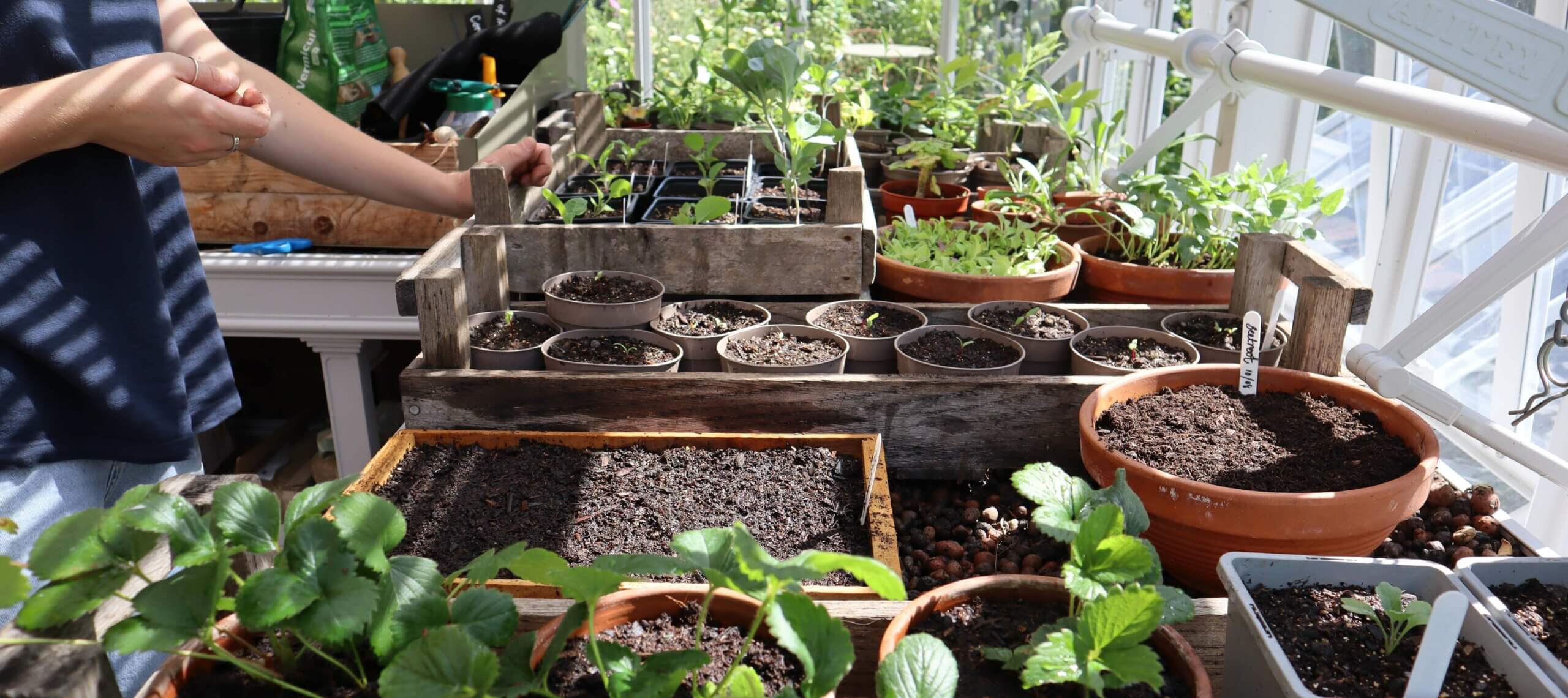 growing in a greenhouse