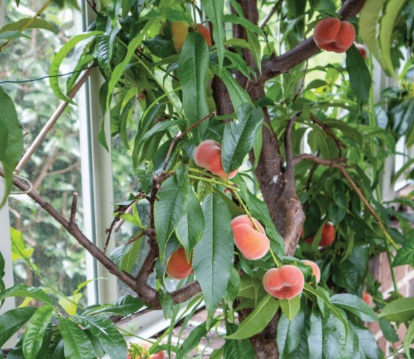 Peaches grown in an Alitex Greenhouse