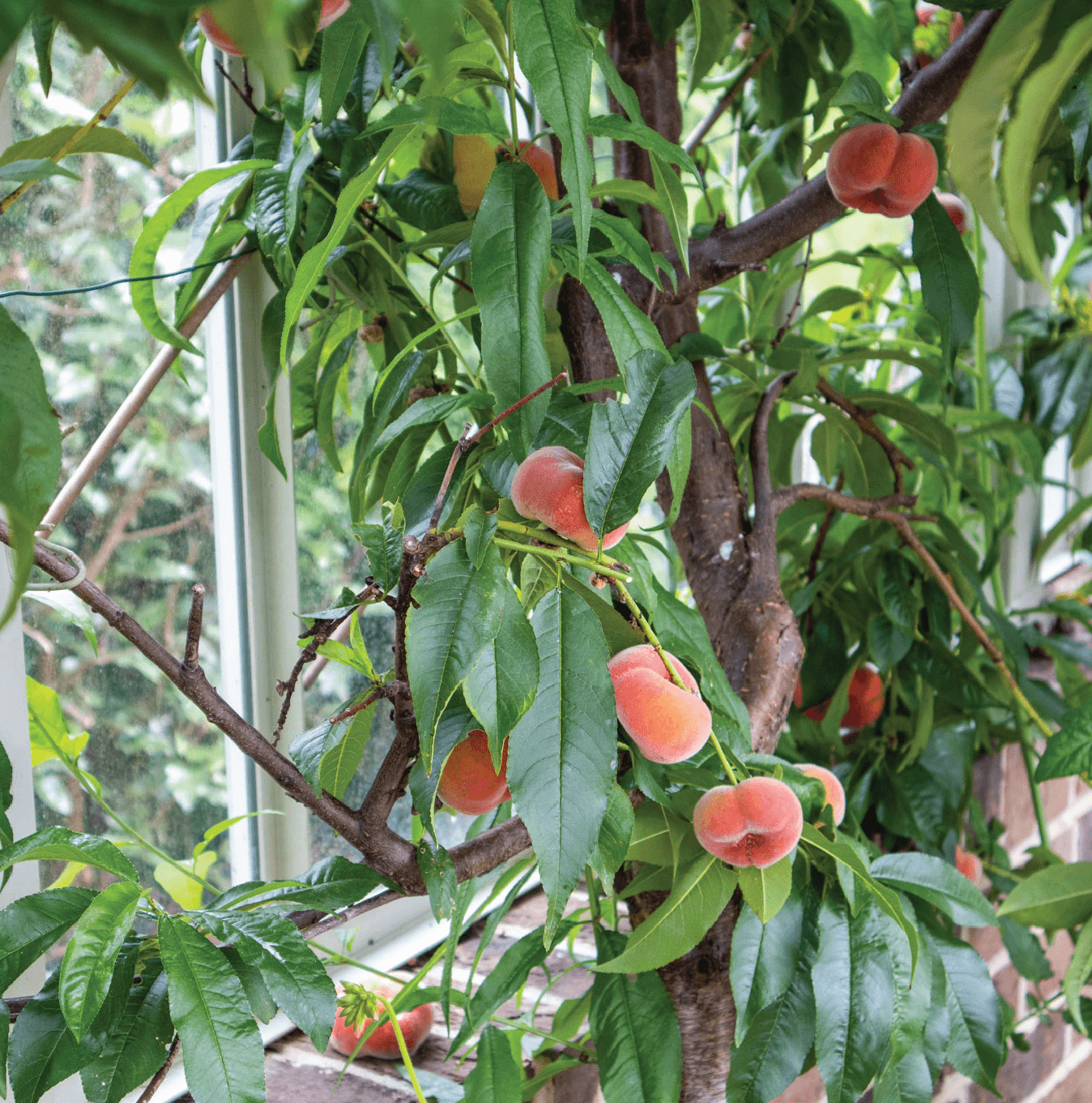 Peaches grown in an Alitex Greenhouse