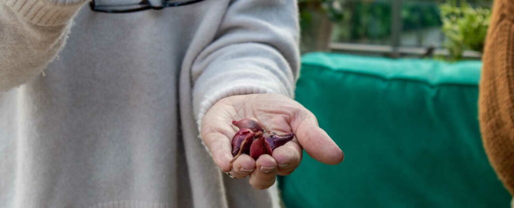 Gardenr Julia Parker sowing onions