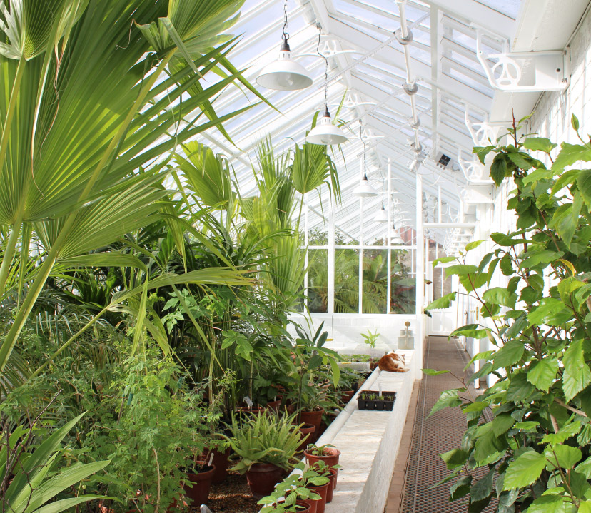 Internal layout of Arundel castle greenhouse