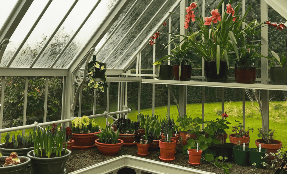 Range of potted plants on a table in a greenhouse