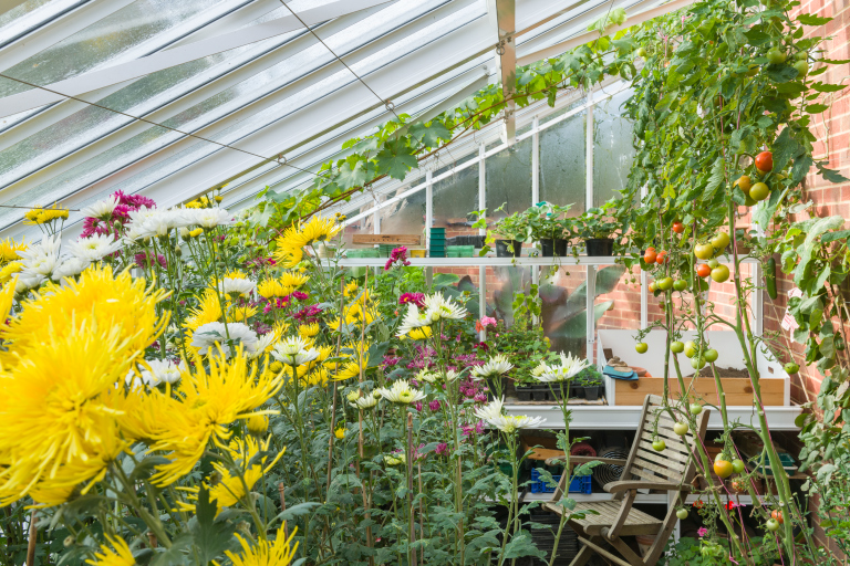What to grow in a greenhouse: colorful flowers, herbs, and ripening tomatoes thriving inside a well-ventilated Alitex greenhouse.
