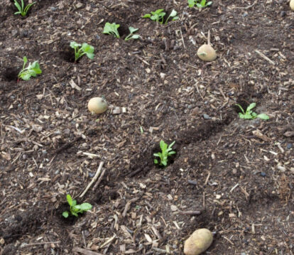 Charles Dowding Alitex grow guide 2026