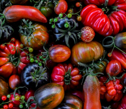 Alitex March grow guide tomatoes