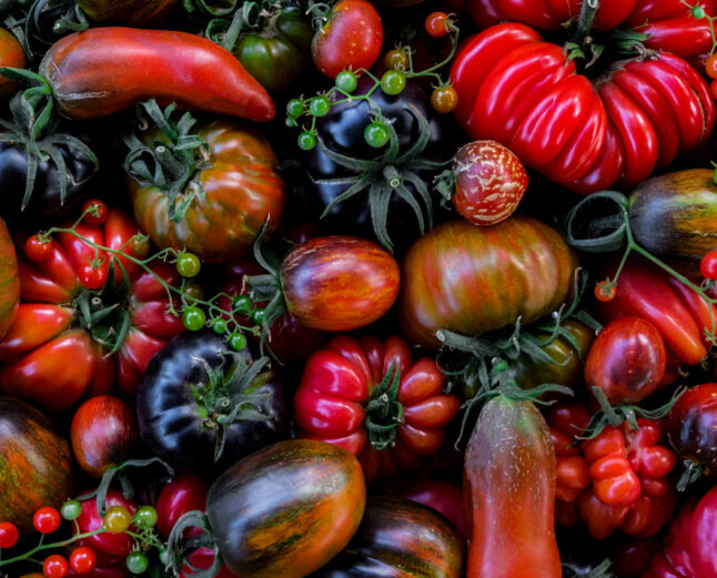 Alitex March grow guide tomatoes