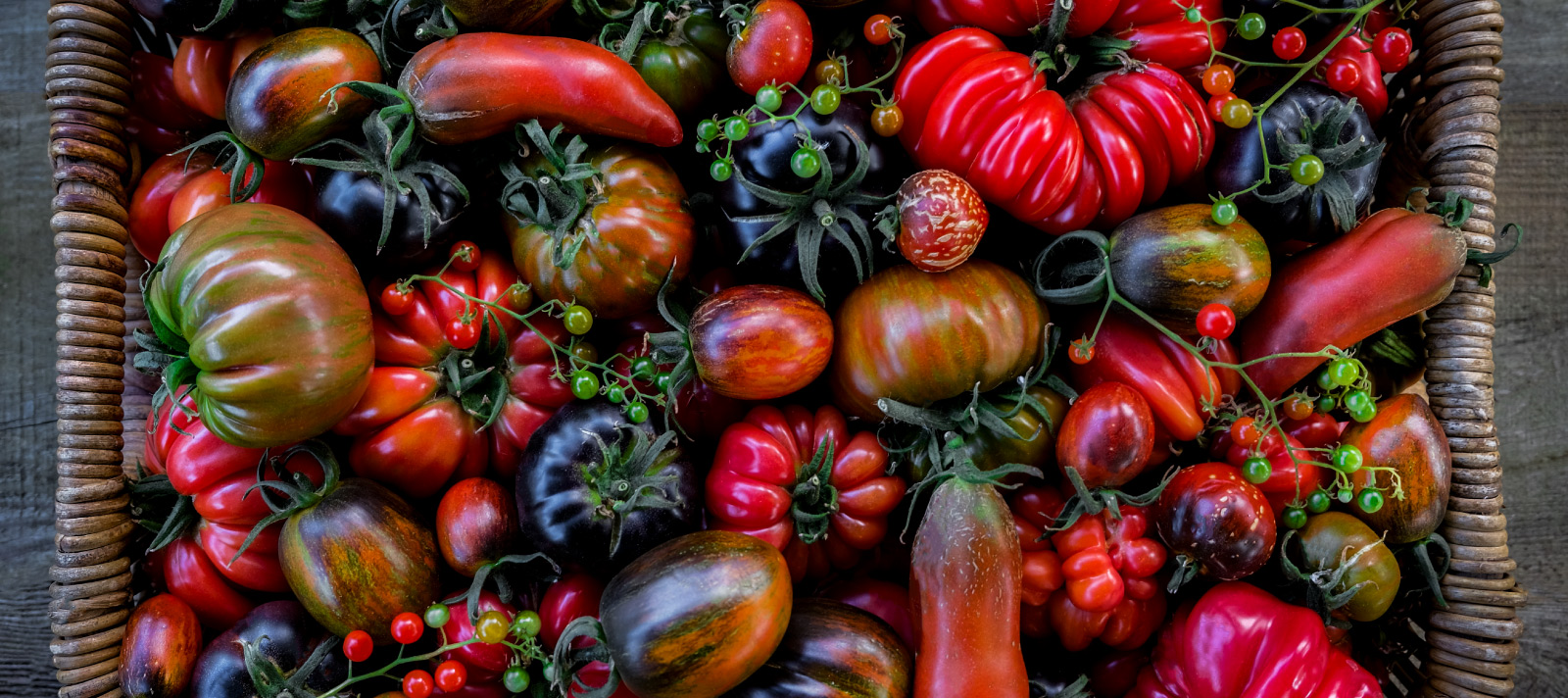 Alitex March grow guide tomatoes