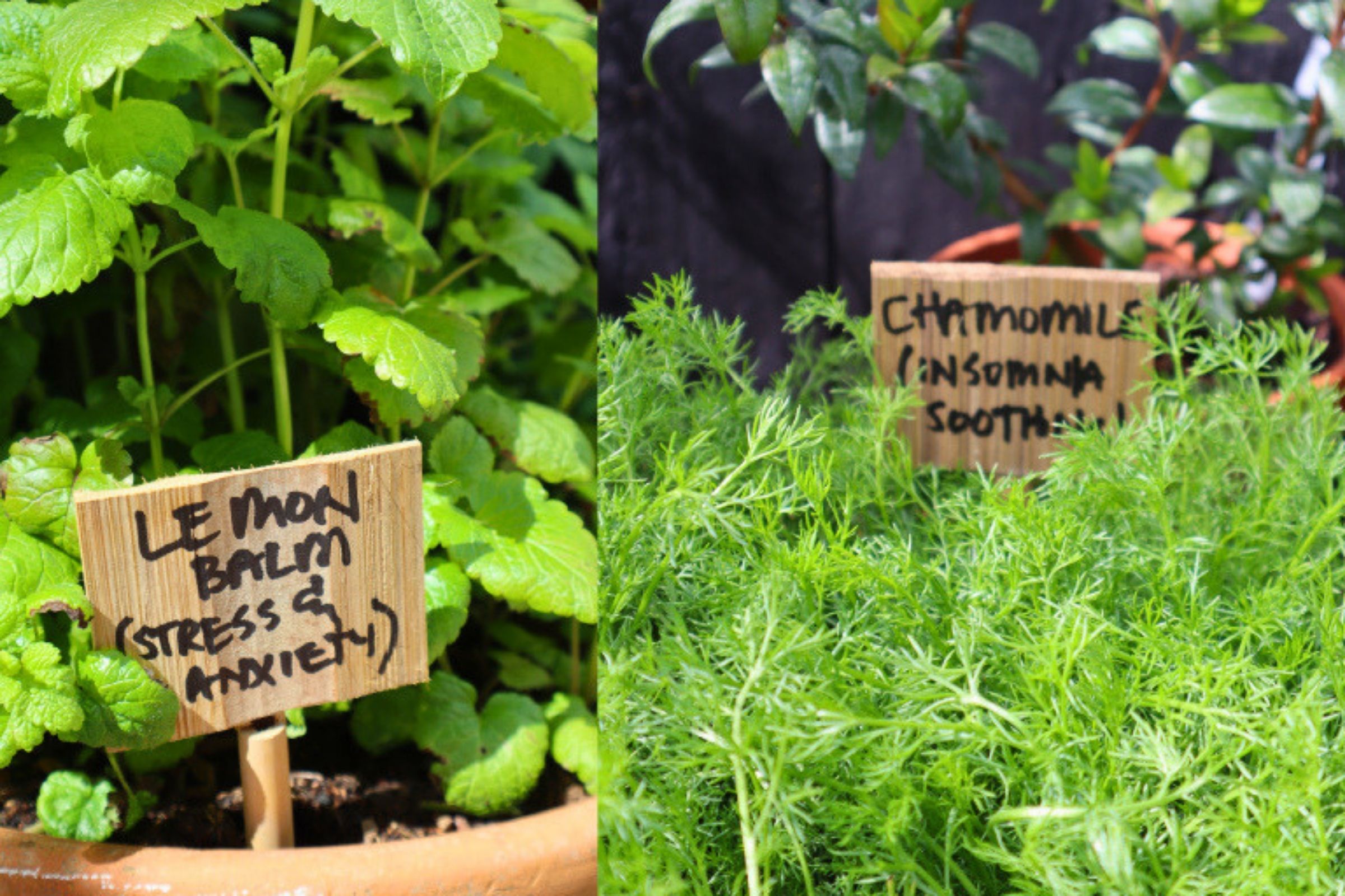 Two potted medicinal herbs displayed on the Alitex Glasshouses stand at the RHS Chelsea Flower Show 2026. On the left, lush green lemon balm with a handwritten wooden label reading "Lemon Balm (Stress & Anxiety)". On the right, feathery chamomile foliage with a matching label reading "Chamomile (Insomnia Soother)". The paired display highlights plants traditionally associated with relaxation and natural wellbeing.