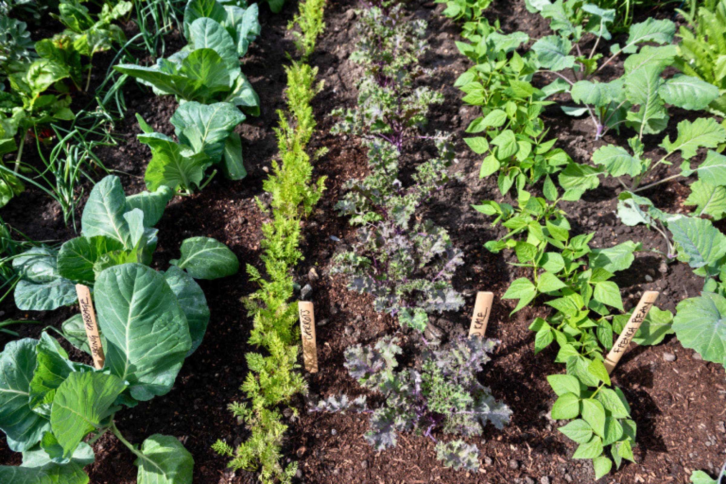 Rows of edible crops growing on the Alitex Glasshouses stand at the RHS Chelsea Flower Show 2026, including cabbages, kale, asparagus lettuce, beans and brassicas."