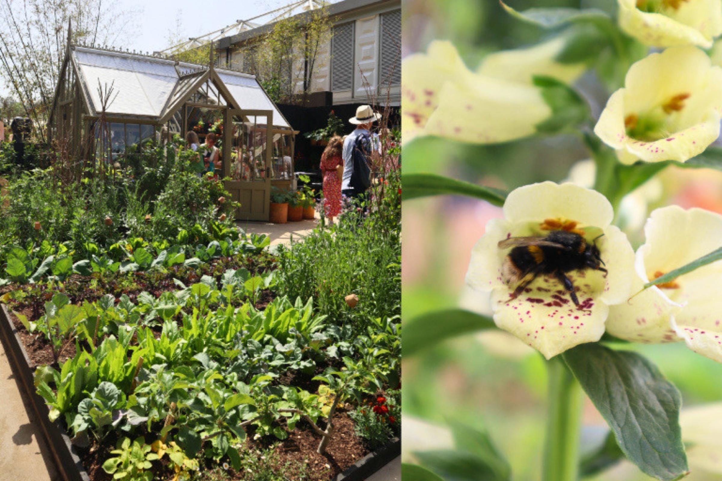 Rows of edible crops growing on the Alitex Glasshouses stand at the RHS Chelsea Flower Show 2026, including cabbages, kale, asparagus lettuce, beans and brassicas. On the right a honeybee enjoying collecting pollen.