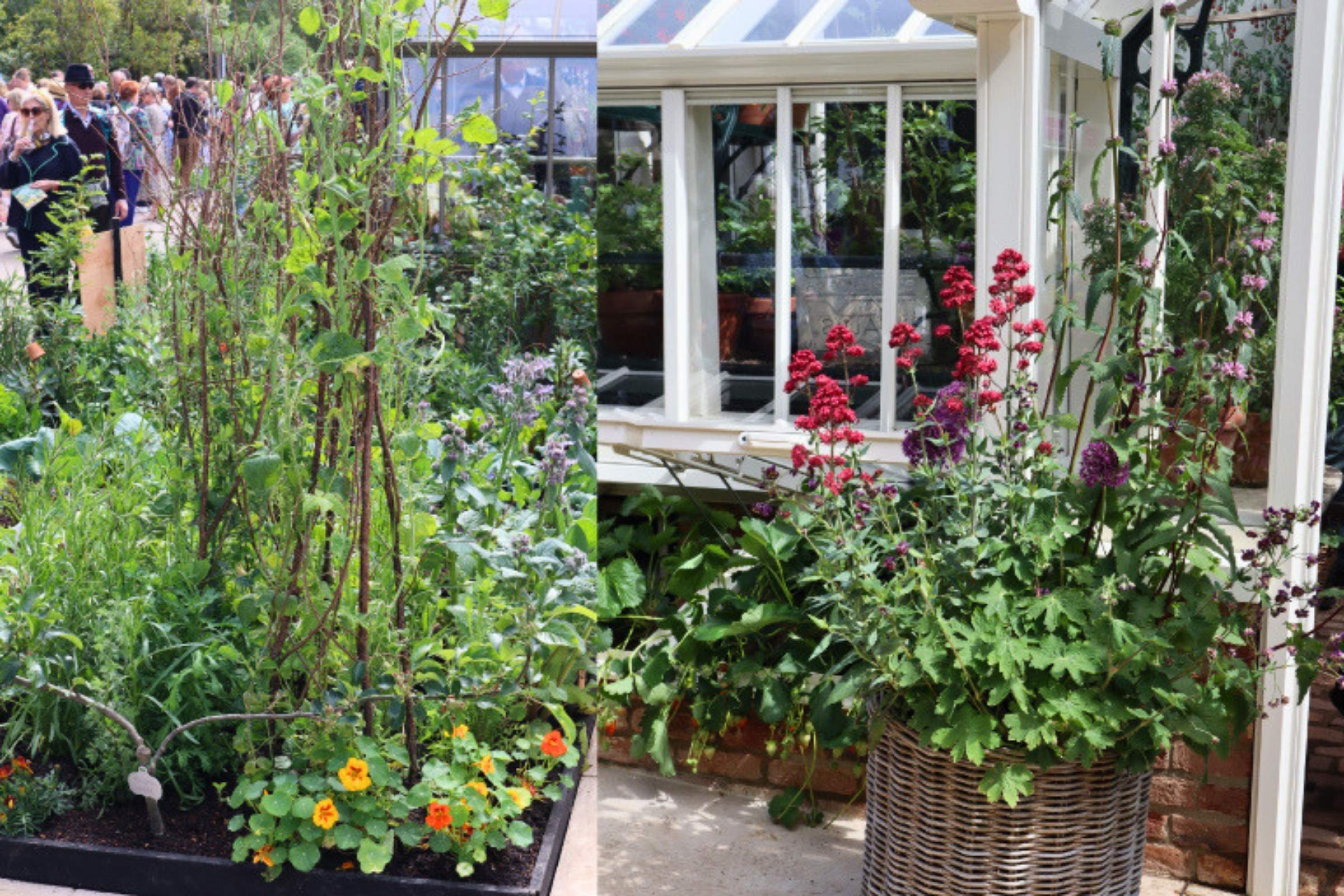 Two views of the Alitex Glasshouses stand at the RHS Chelsea Flower Show 2026. On the left, a lush edible planting bed features climbing beans on rustic hazel supports, herbs and companion flowers including orange nasturtiums, with visitors in the background. On the right, a wicker planter overflowing with deep red and purple flowering perennials sits beside the greenhouse, adding bold colour and texture to the display.