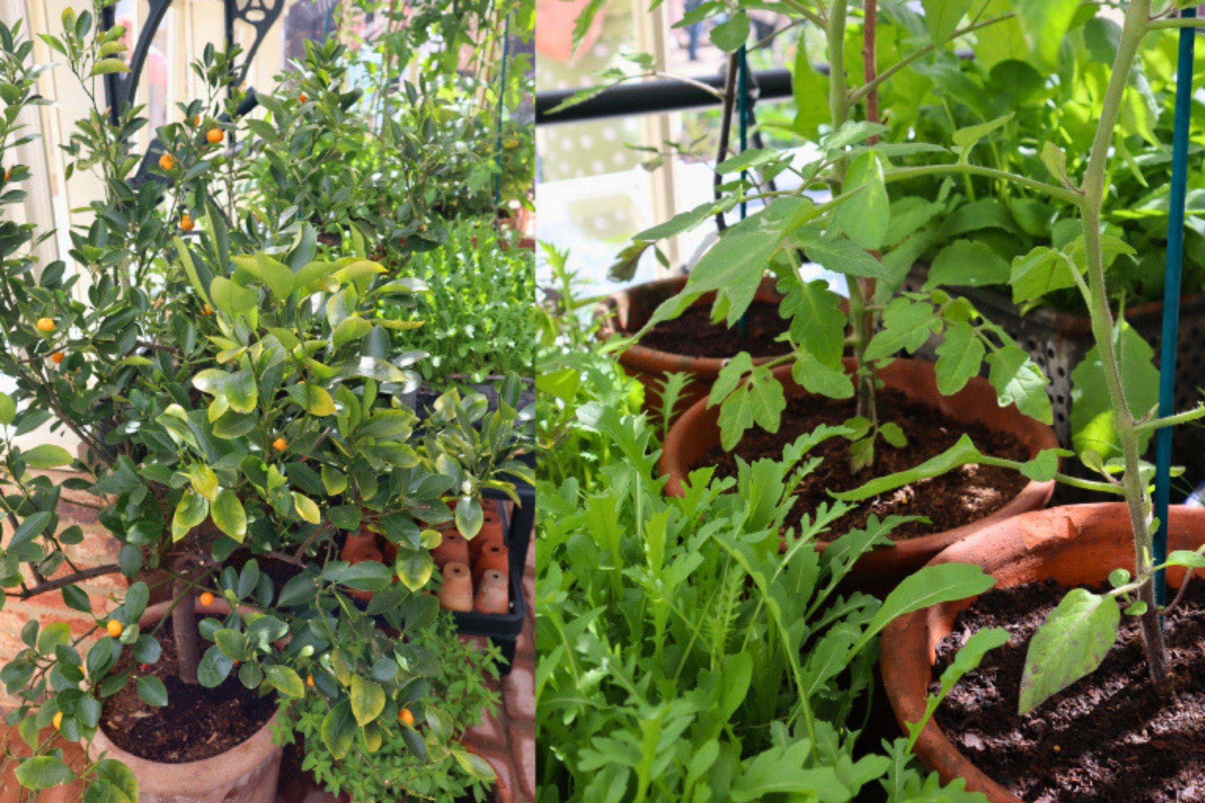 Two views of the Alitex Glasshouses stand at the RHS Chelsea Flower Show 2026. On the left, a lush edible planting bed features climbing beans on rustic hazel supports, herbs and companion flowers including orange nasturtiums, with visitors in the background. On the right, a wicker planter overflowing with deep red and purple flowering perennials sits beside the greenhouse, adding bold colour and texture to the display.