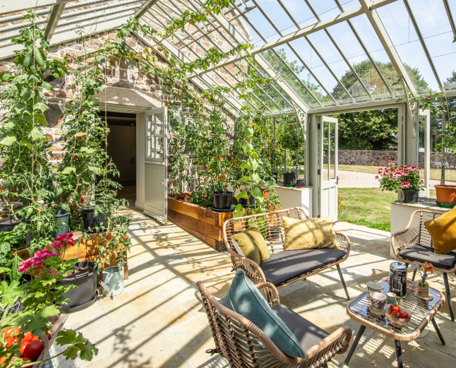 Jersey B&B Gardeners Rest tomato full Alitex Greenhouse