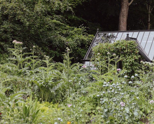 Black Alitex greenhouse case study
